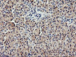 USP10 Antibody (OTI2E1), Novus Biologicals 0.1mL; Unlabeled:Antibodies,
