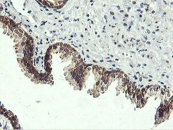 USP10 Antibody (OTI2E1), Novus Biologicals 0.1mL; Unlabeled:Antibodies,