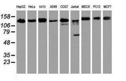 USP10 Antibody (OTI2E1), Novus Biologicals 0.1mL; Unlabeled:Antibodies,