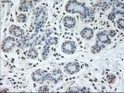 USP13 Antibody (OTI4G11), Novus Biologicals 0.1 mL | Buy Online | Novus Biologicals | Fisher Scientific