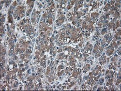USP13 Antibody (OTI4G11), Novus Biologicals 0.1 mL | Buy Online | Novus Biologicals | Fisher Scientific