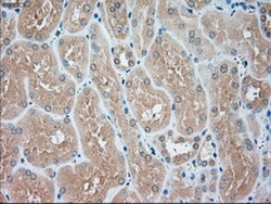 USP13 Antibody (OTI4G11), Novus Biologicals 0.1 mL | Buy Online | Novus Biologicals | Fisher Scientific