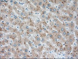 USP13 Antibody (OTI4G11), Novus Biologicals 0.1 mL | Buy Online | Novus Biologicals | Fisher Scientific