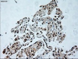 USP13 Antibody (OTI4G11), Novus Biologicals 0.1 mL | Buy Online | Novus Biologicals | Fisher Scientific
