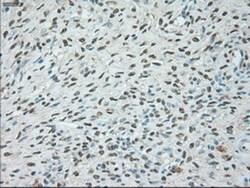 USP13 Antibody (OTI4G11), Novus Biologicals 0.1 mL | Buy Online | Novus Biologicals | Fisher Scientific