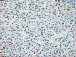 USP13 Antibody (OTI4G11), Novus Biologicals 0.1 mL | Buy Online | Novus Biologicals | Fisher Scientific