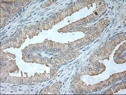 USP13 Antibody (OTI4G11), Novus Biologicals 0.1 mL | Buy Online | Novus Biologicals | Fisher Scientific