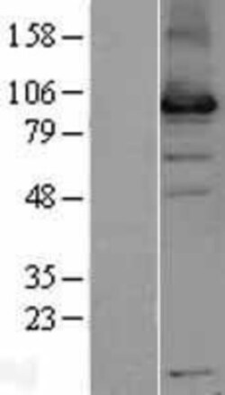 Novus Biologicals™ USP13 Overexpression Lysate