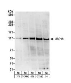 USP15 Antibody, Novus Biologicals 0.1mg; Unlabeled:Antibodies, Polyclonal