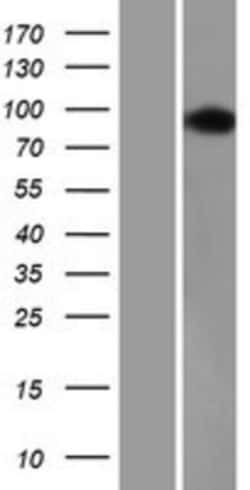 Novus Biologicals&trade;&nbsp;USP16 Overexpression Lysate