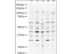 USP18 Antibody, Novus Biologicals 0.1mg; Unlabeled:Antibodies, Polyclonal