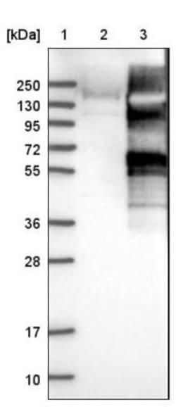 USP20 Antibody, Novus Biologicals:Antibodies:Primary Antibodies