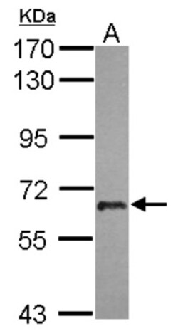 USP22 Antibody, Novus Biologicals 0.1mL; Unlabeled:Antibodies, Polyclonal