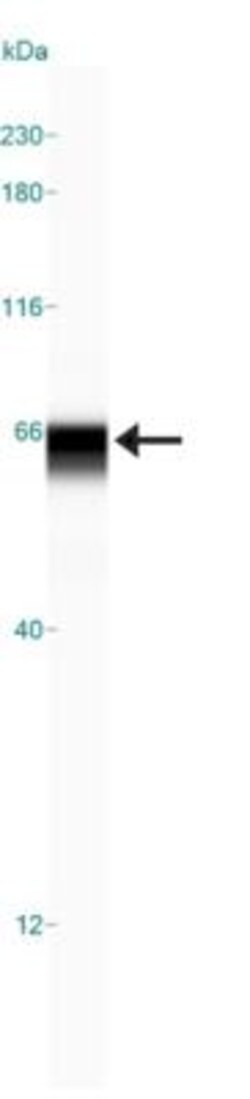 USP22 Antibody - BSA Free, Novus Biologicals:Antibodies:Primary Antibodies