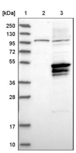 FAM117A Antibody, Novus Biologicals:Antibodies:Primary Antibodies