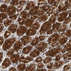 USP31 Antibody, Novus Biologicals:Antibodies:Primary Antibodies