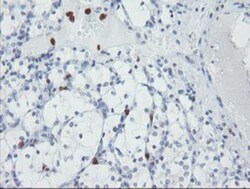 USP36 Antibody (OTI7G3), Novus Biologicals 0.1mL; Unlabeled:Antibodies,