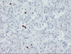 USP36 Antibody (OTI7G3), Novus Biologicals 0.1mL; Unlabeled:Antibodies,