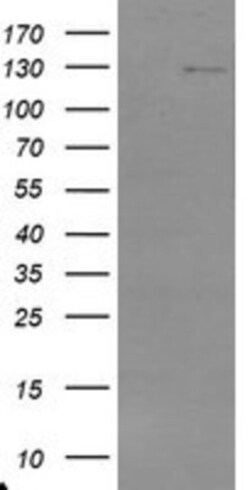 USP36 Antibody (OTI7G3), Novus Biologicals 0.1mL; Unlabeled:Antibodies,