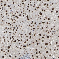 USP36 Antibody, Novus Biologicals 0.1mL; Unlabeled:Antibodies, Polyclonal