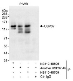 USP37 Antibody, Novus Biologicals 0.1mg; Unlabeled:Antibodies, Polyclonal