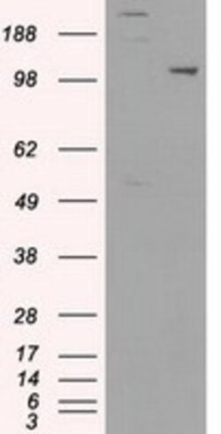 USP38 Antibody (OTI1D11), Novus Biologicals 0.1 mL | Buy Online | Novus Biologicals | Fisher Scientific