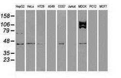 USP38 Antibody (OTI1D11), Novus Biologicals 0.1 mL | Buy Online | Novus Biologicals | Fisher Scientific