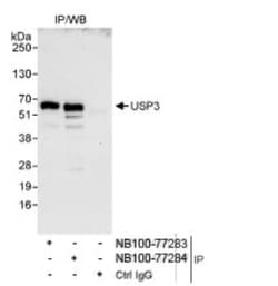 USP3 Antibody, Novus Biologicals 0.1mg; Unlabeled:Antibodies, Polyclonal