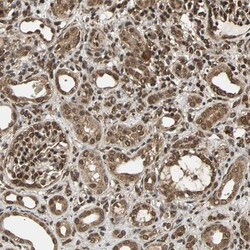 USP42 Antibody, Novus Biologicals:Antibodies:Primary Antibodies