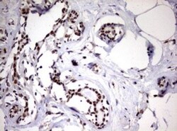 USP44 Antibody (OTI1D1), Novus Biologicals 0.1mL; Unlabeled:Antibodies,