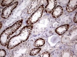 USP44 Antibody (OTI1D1), Novus Biologicals 0.1mL; Unlabeled:Antibodies,