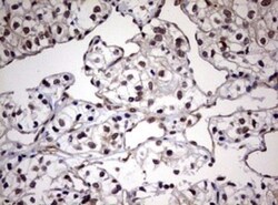 USP44 Antibody (OTI1D1), Novus Biologicals 0.1mL; Unlabeled:Antibodies,