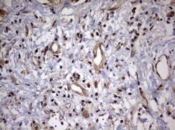 USP44 Antibody (OTI1D1), Novus Biologicals 0.1mL; Unlabeled:Antibodies,