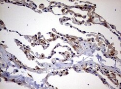 USP44 Antibody (OTI1D1), Novus Biologicals 0.1mL; Unlabeled:Antibodies,