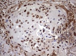 USP44 Antibody (OTI1D1), Novus Biologicals 0.1mL; Unlabeled:Antibodies,