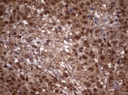 USP44 Antibody (OTI1D1), Novus Biologicals 0.1mL; Unlabeled:Antibodies,