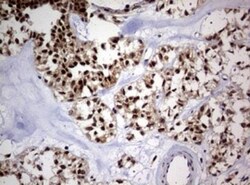 USP44 Antibody (OTI1D1), Novus Biologicals 0.1mL; Unlabeled:Antibodies,