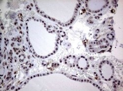 USP44 Antibody (OTI1D1), Novus Biologicals 0.1mL; Unlabeled:Antibodies,