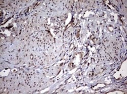 USP44 Antibody (OTI1D1), Novus Biologicals 0.1mL; Unlabeled:Antibodies,