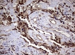 USP44 Antibody (OTI1D1), Novus Biologicals 0.1mL; Unlabeled:Antibodies,