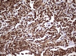 USP44 Antibody (OTI1D1), Novus Biologicals 0.1mL; Unlabeled:Antibodies,