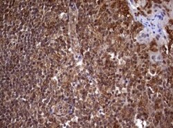 USP44 Antibody (OTI1D1), Novus Biologicals 0.1mL; Unlabeled:Antibodies,
