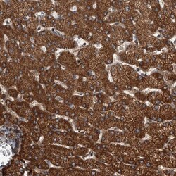 USP47 Antibody, Novus Biologicals:Antibodies:Primary Antibodies