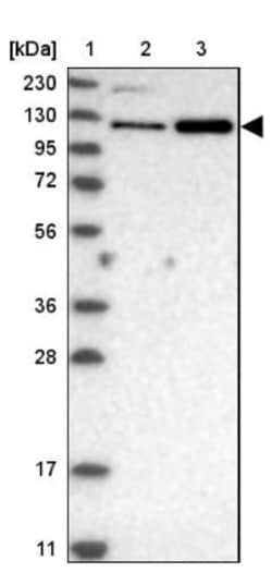 USP47 Antibody, Novus Biologicals:Antibodies:Primary Antibodies