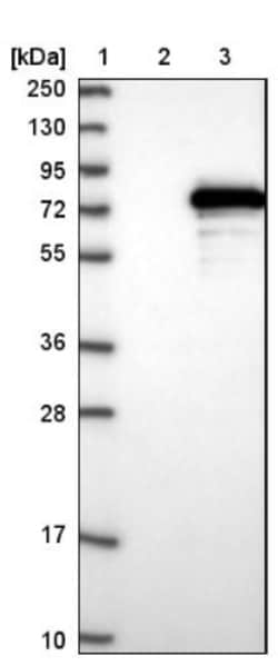 USP49 Antibody, Novus Biologicals 0.1mL; Unlabeled:Antibodies, Polyclonal