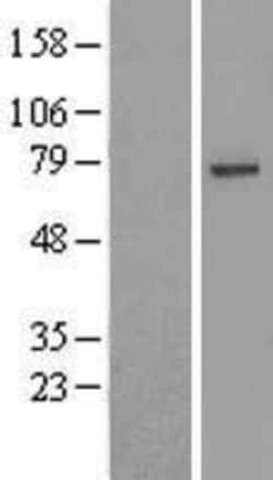 Novus Biologicals&trade;&nbsp;USP49 Overexpression Lysate