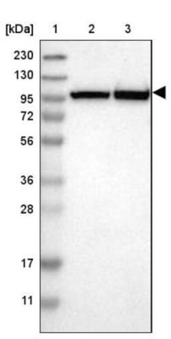 KIF2B Antibody, Novus Biologicals:Antibodies:Primary Antibodies