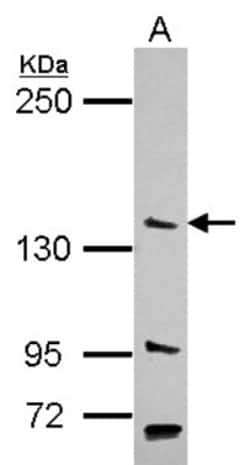 USP52 Antibody, Novus Biologicals 0.1 mL | Buy Online | Novus Biologicals | Fisher Scientific