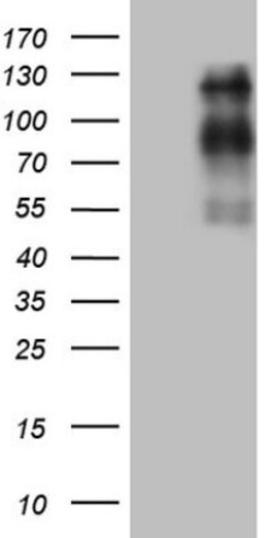 USP53 Antibody (OTI3C9), Novus Biologicals 0.1 mL | Buy Online | Novus Biologicals | Fisher Scientific