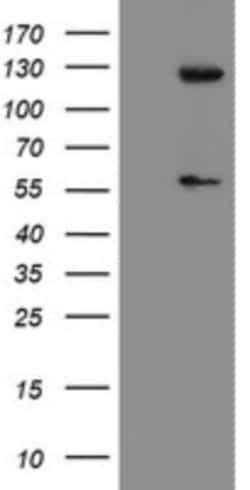 USP54 Antibody (OTI1G6), Novus Biologicals 0.1mL; Unlabeled:Antibodies,